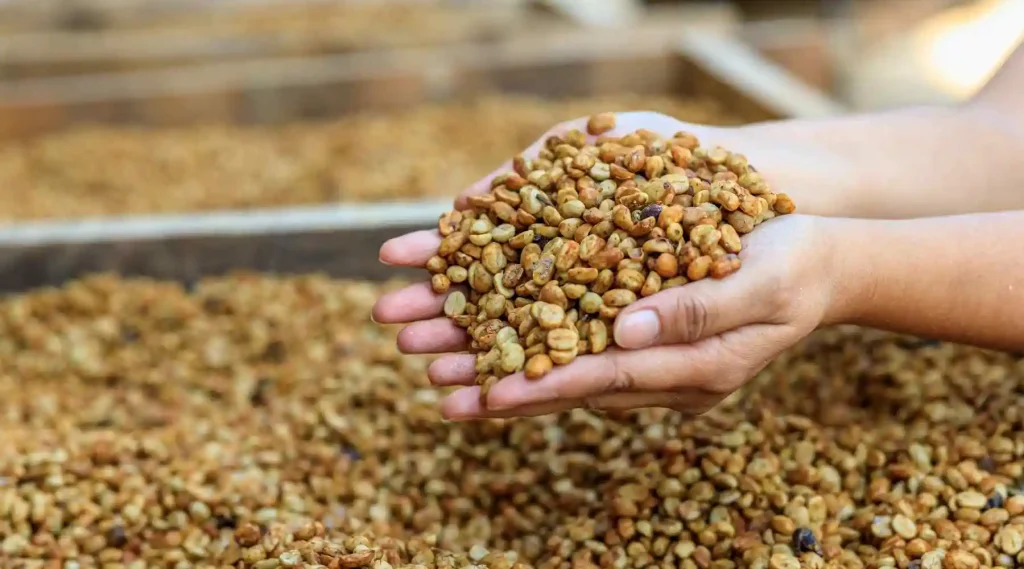 INDICADORES DEL CAFÉ HOY