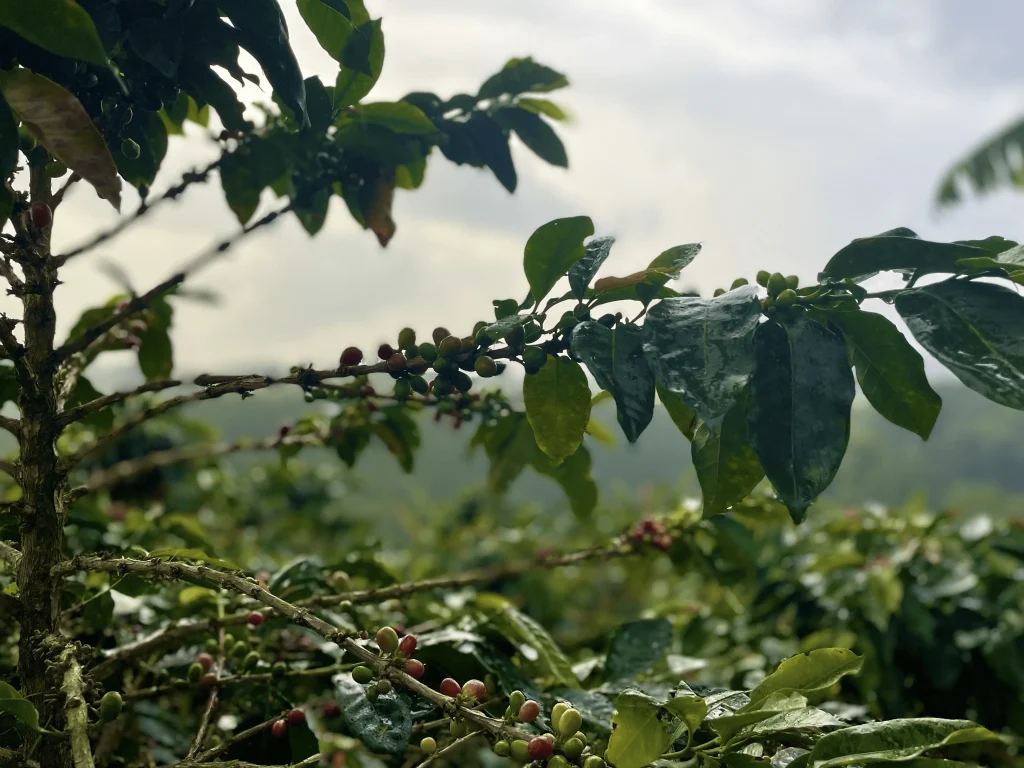 El Impacto del Cambio Climático en la Producción de Café