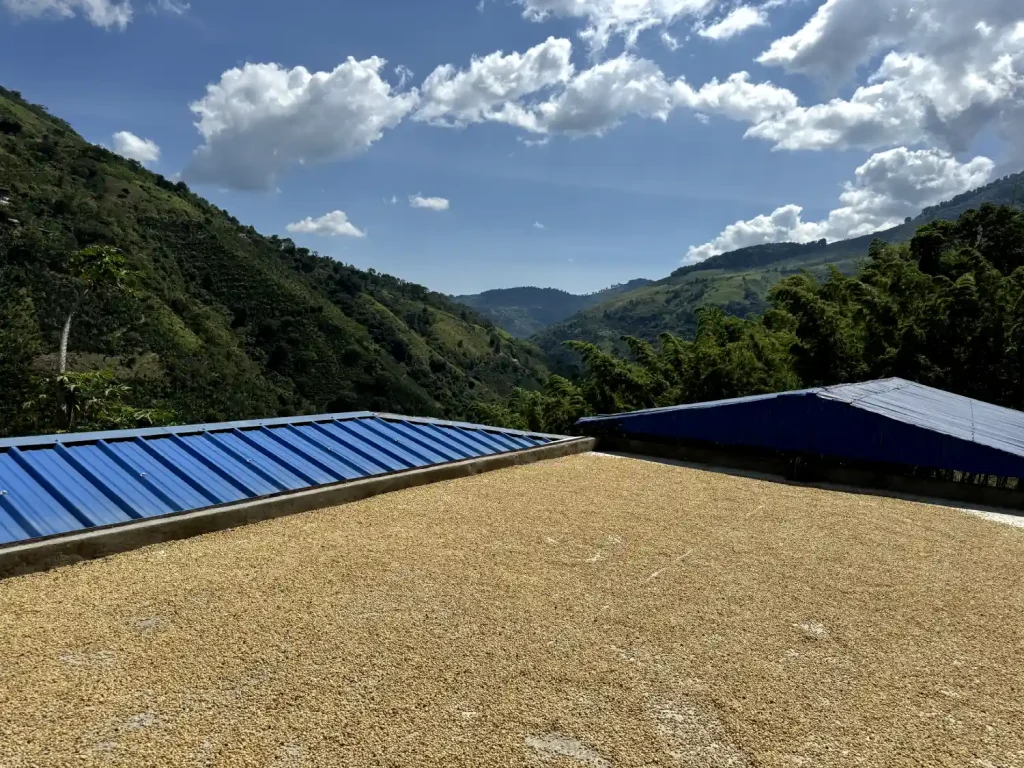 ¿Por Qué Colombia Tiene el Mejor Café del Mundo?