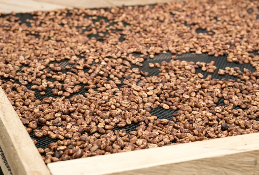 El Fascinante Viaje del Café: Desde la Semilla hasta la Taza